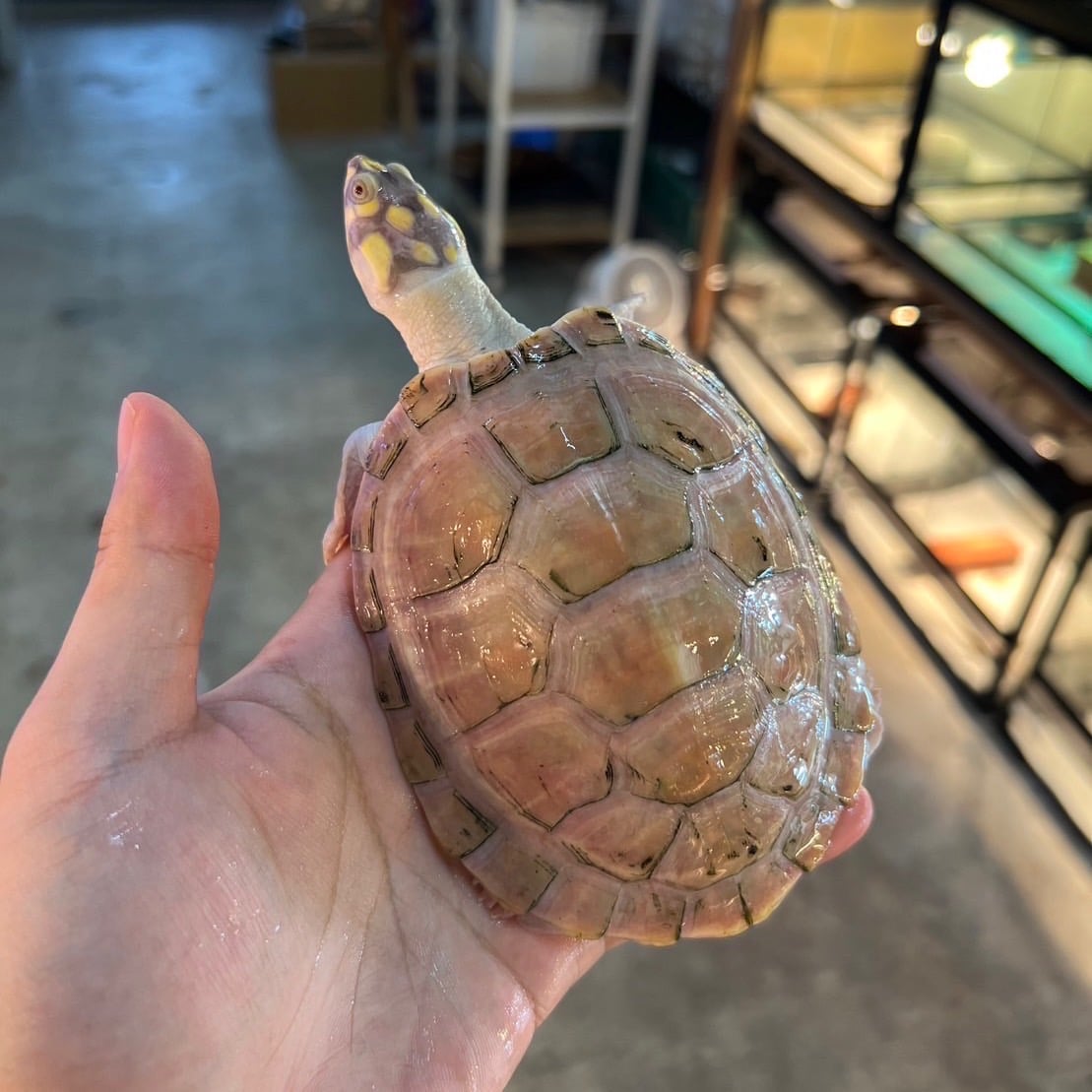 モンキヨコクビガメ アルビノ