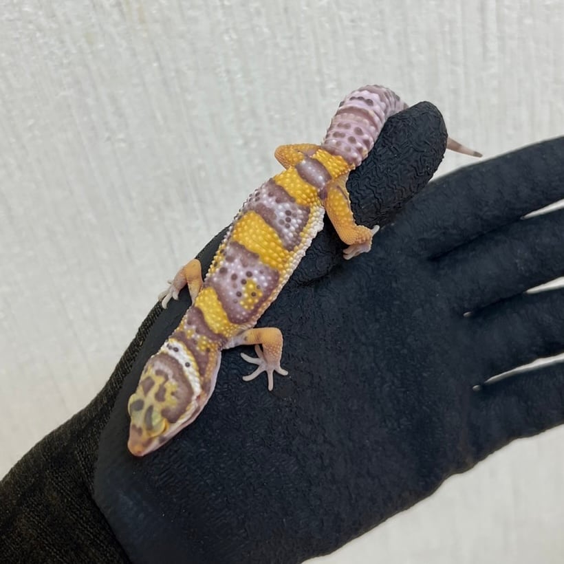 ヒョウモントカゲモドキ ベル