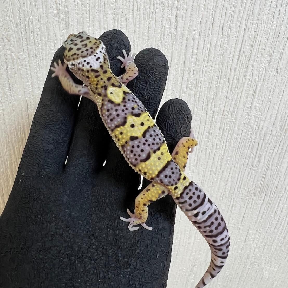 ヒョウモントカゲモドキ スノー