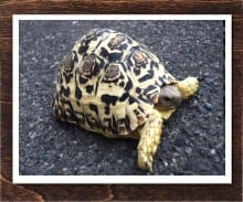 バブコックヒョウモンリクガメ 