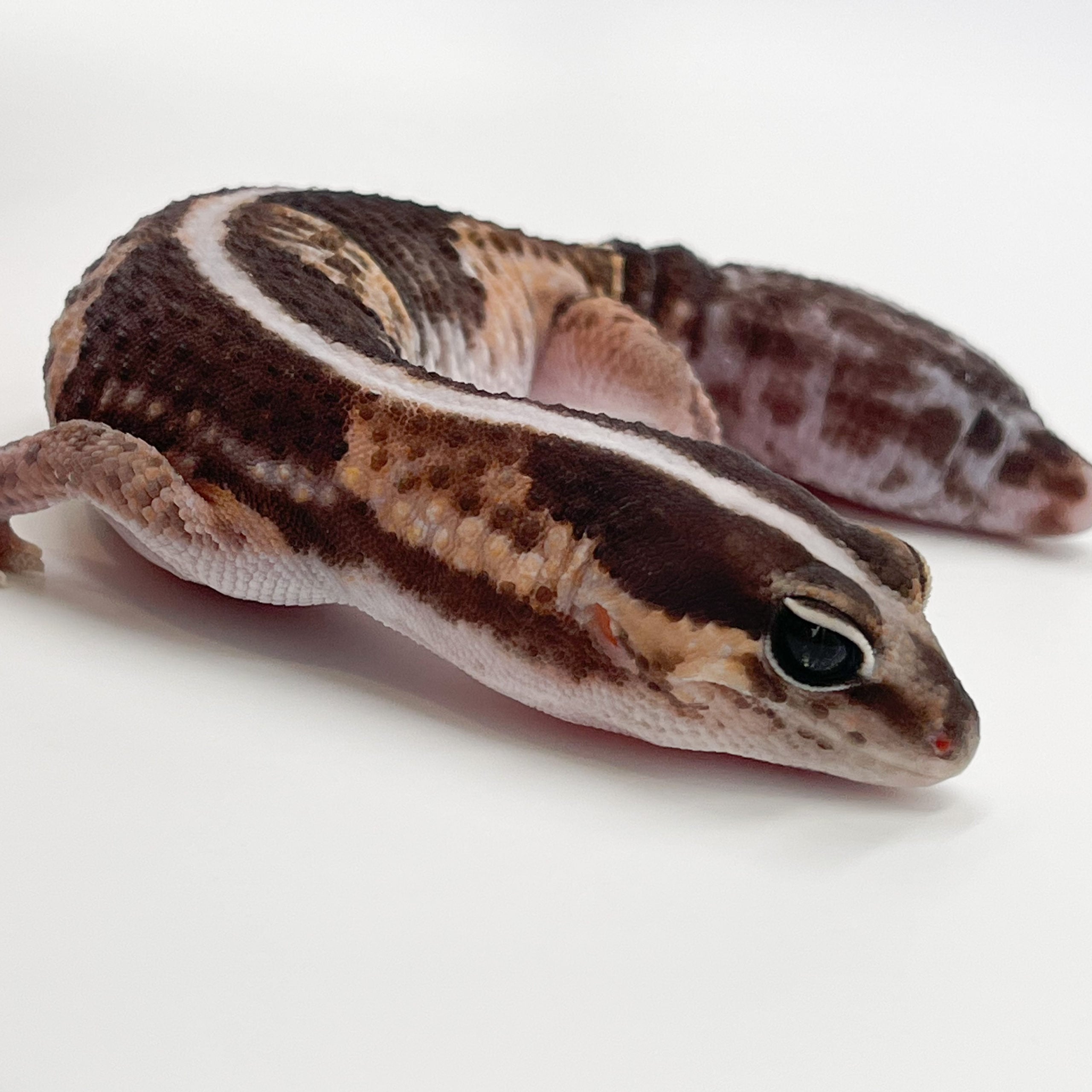 ニシアフリカトカゲモドキ ワイルド（再生尾）