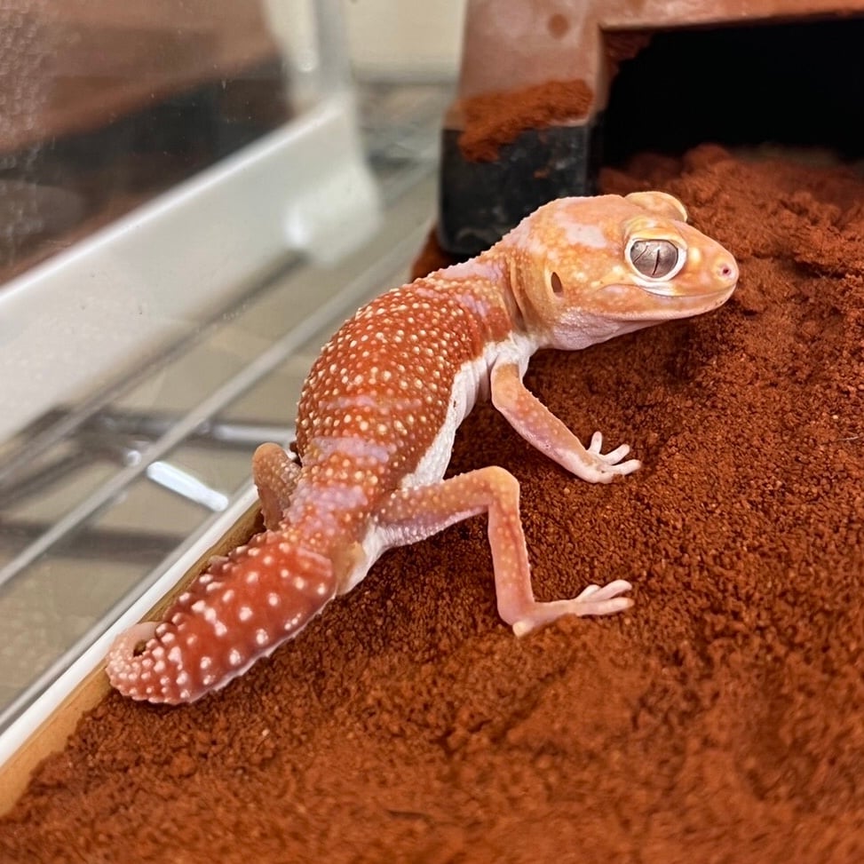 ナメハダタマオヤモリ アルビノhetパターンレス