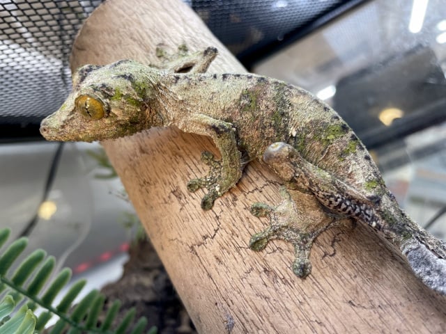 ノシボラハヘラオヤモリ 