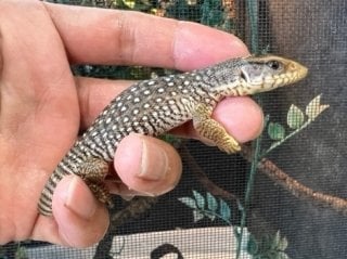 サバンナモニター 