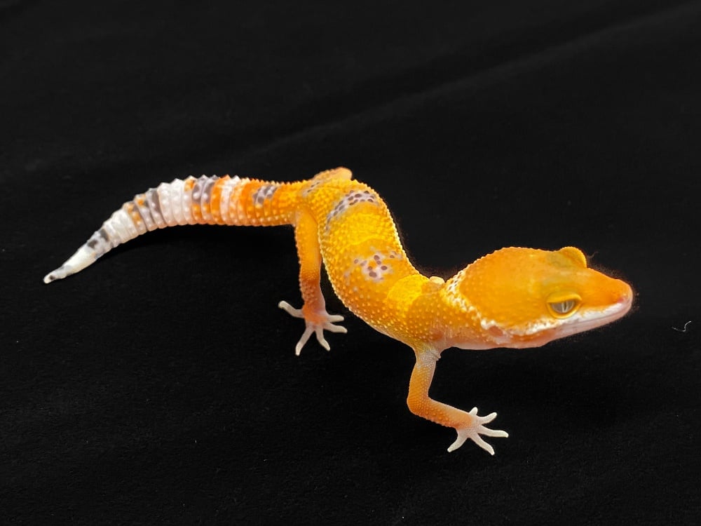 ヒョウモントカゲモドキ ブラッドエレクトリック