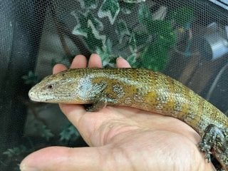 アオジタトカゲ 
