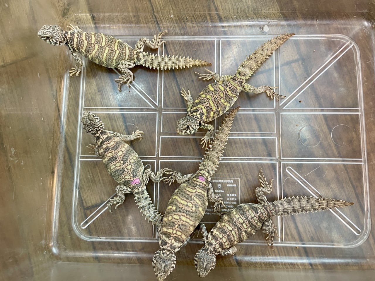 アガマ 