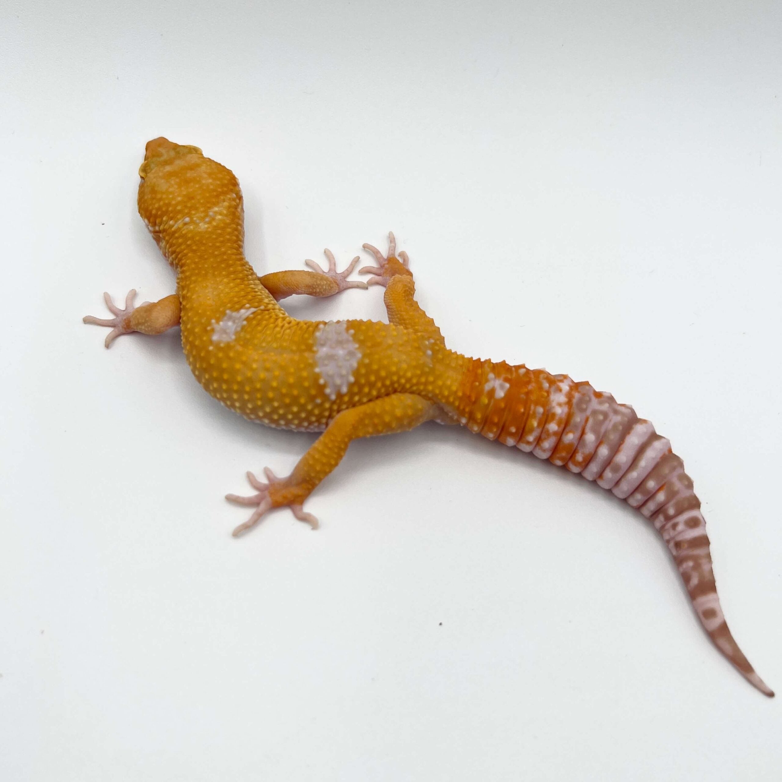 ヒョウモントカゲモドキ トレンパー