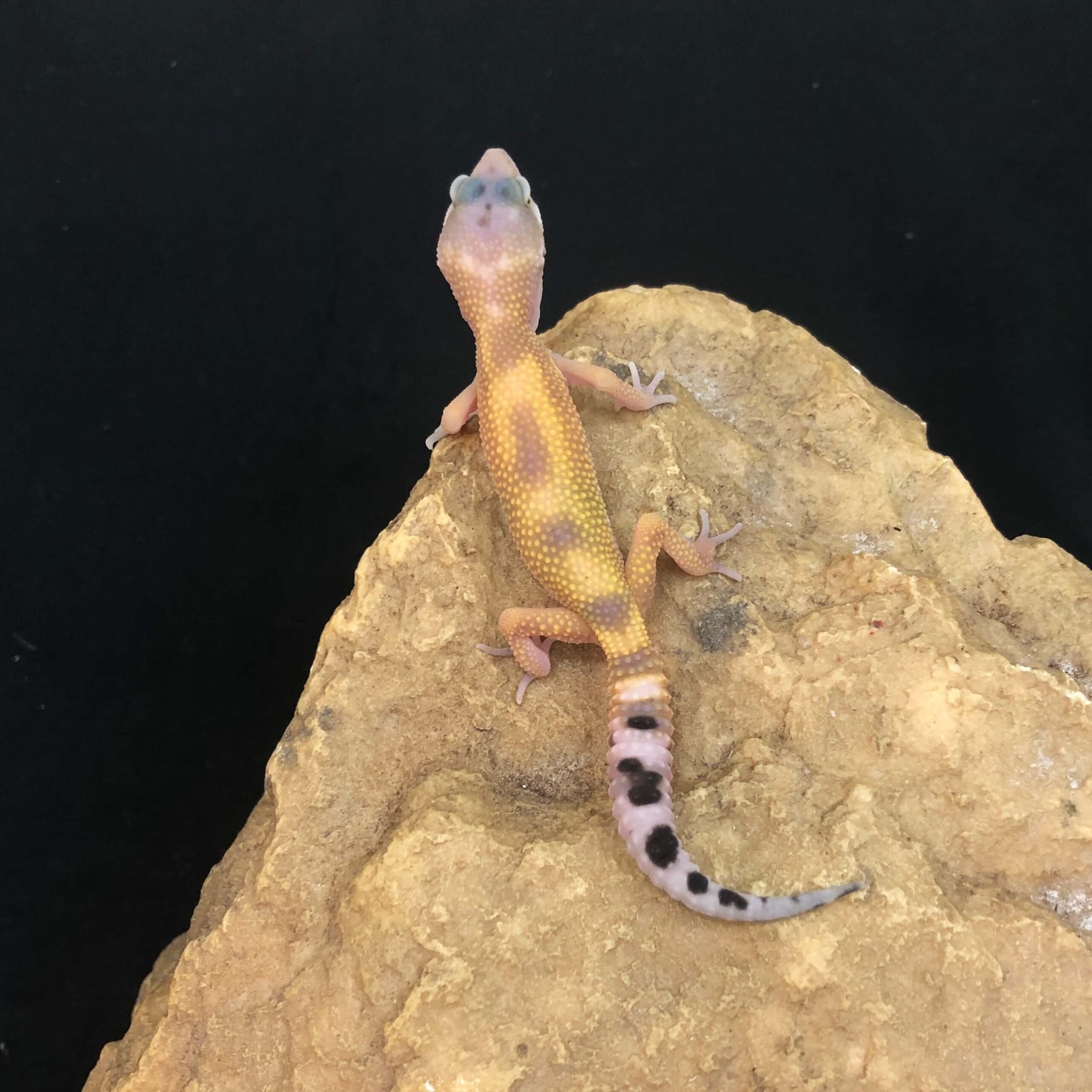 ヒョウモントカゲモドキ パターンレス