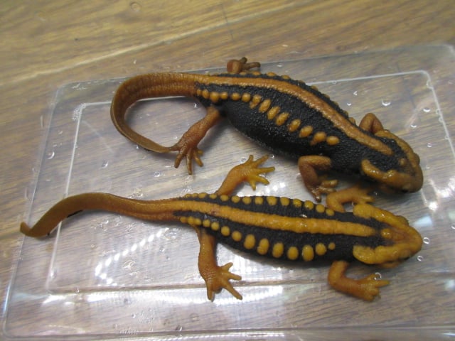 イボイモリ 