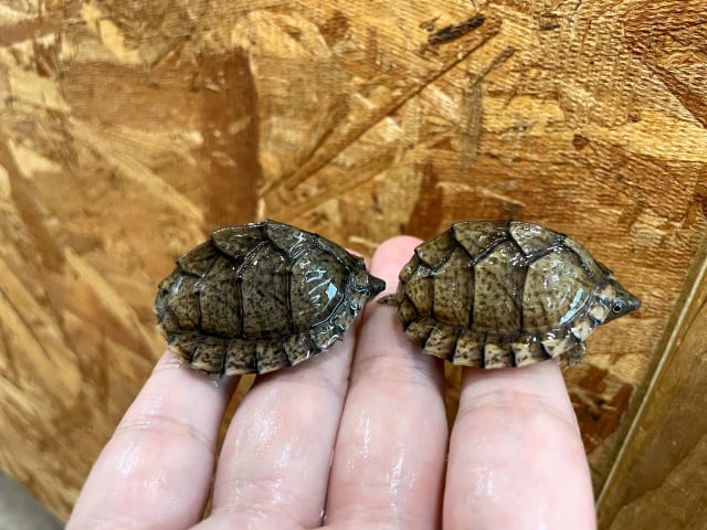 カブトニオイガメ 
