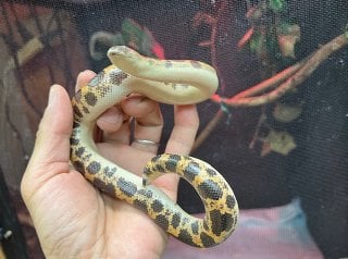 ミューラーサンドボア 
