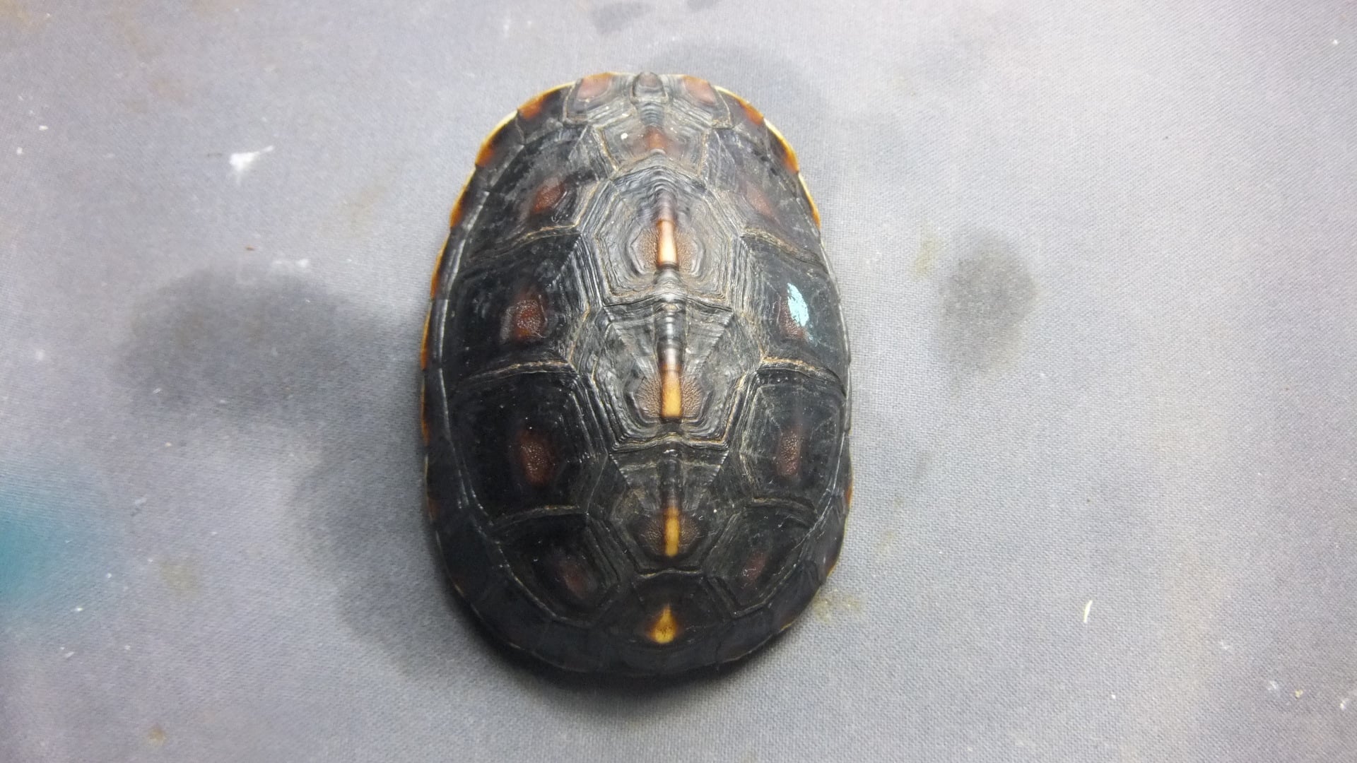 セマルハコガメ 