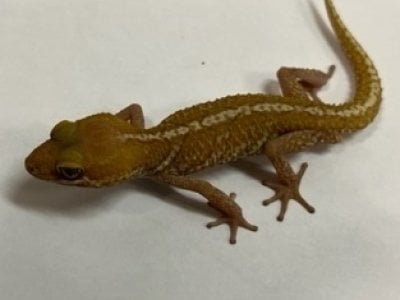 ザンティック