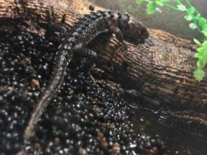 カブトトカゲ 