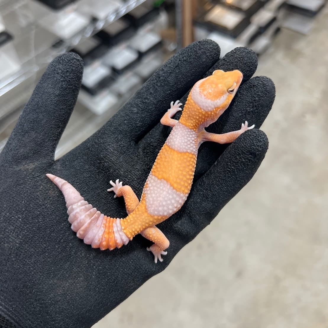 ニシアフリカトカゲモドキ アメル