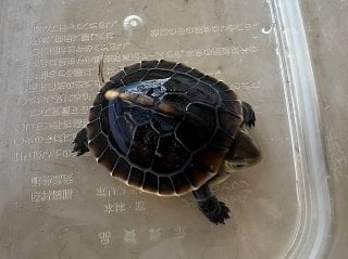 セマルハコガメ 