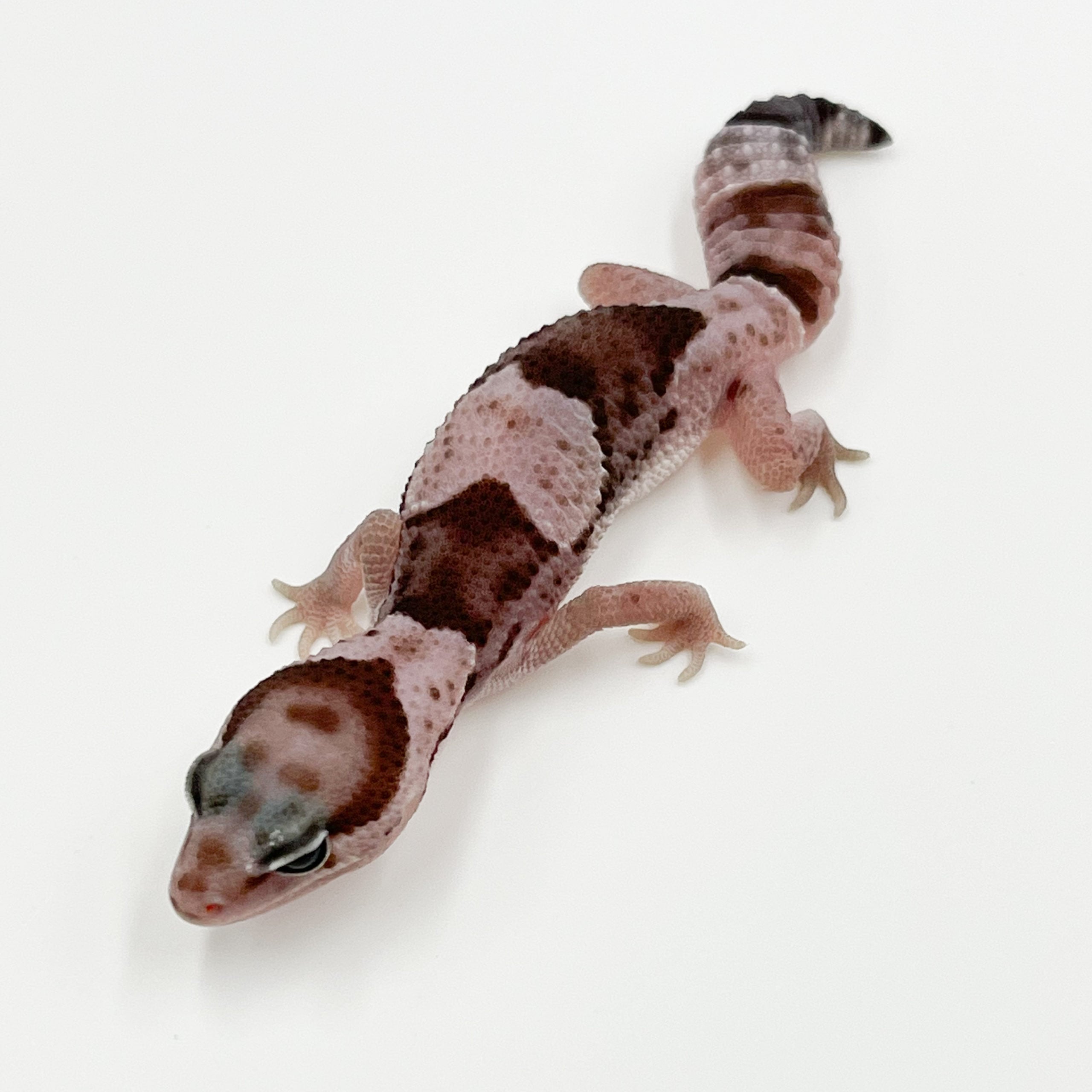 ニシアフリカトカゲモドキ オレオ