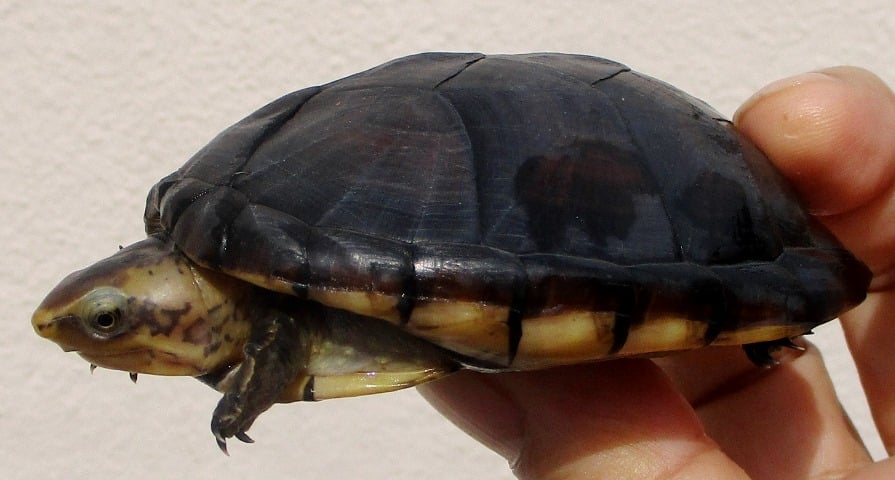 キタシロクチドロガメ 