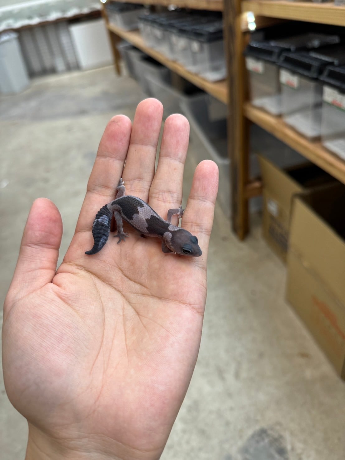 ニシアフリカトカゲモドキ オレオズールーhetゴースト