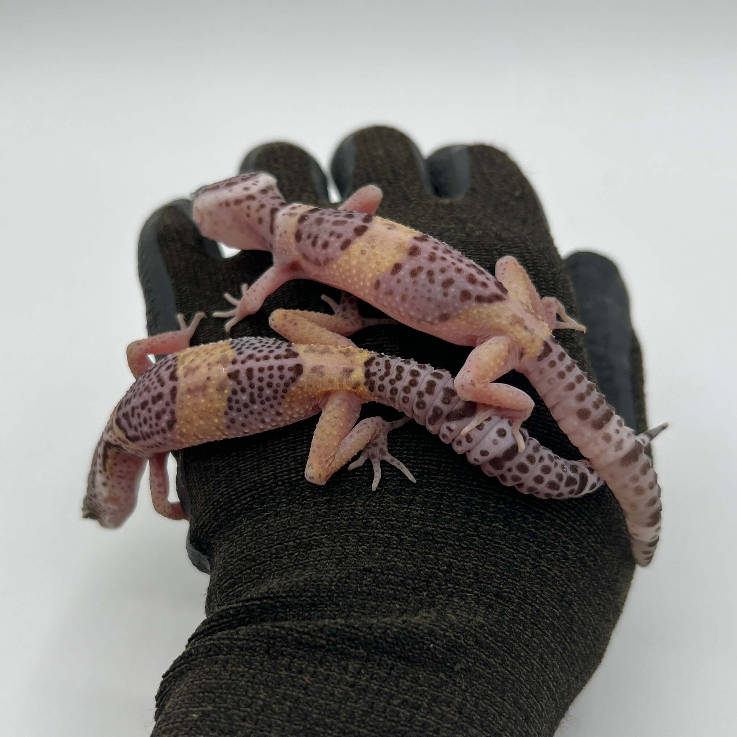 サトプラトカゲモドキ 