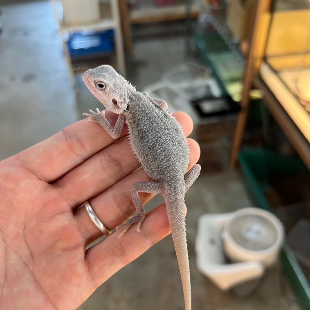フトアゴヒゲトカゲ ハイポトランスゼロ