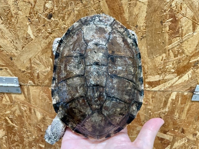 トゲモモヘビクビガメ 