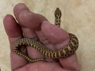 セイブシシバナヘビ レッドhetアルビノ