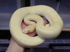 ボールパイソン アルビノクラウン