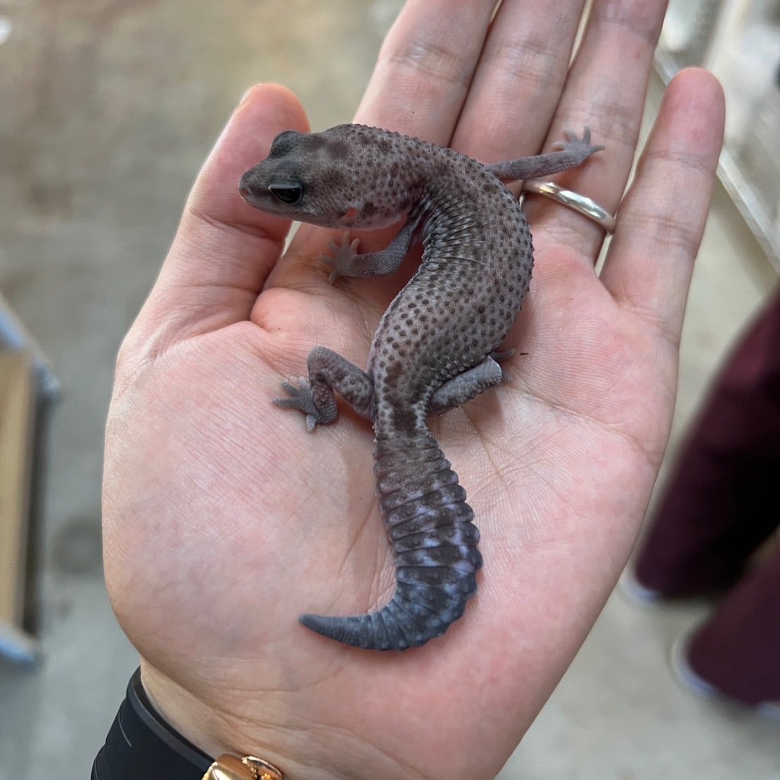 ニシアフリカトカゲモドキ オレオパターンレス