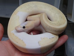 ボールパイソン シャンパンバニラクリーム・エクストリームリンガー