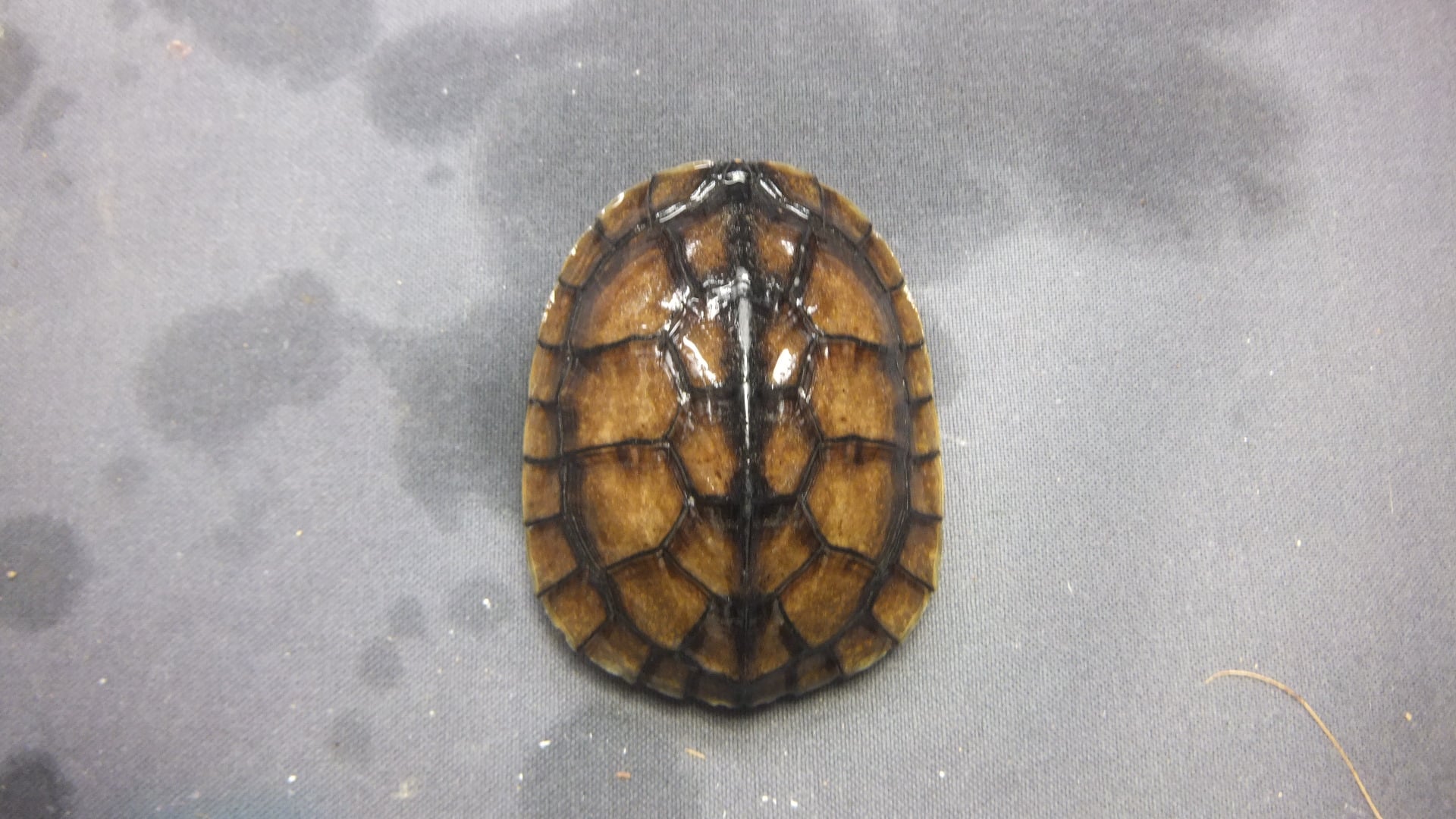 ミナミイシガメ 
