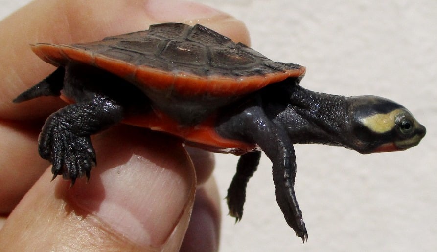 ニシキマゲクビガメ 