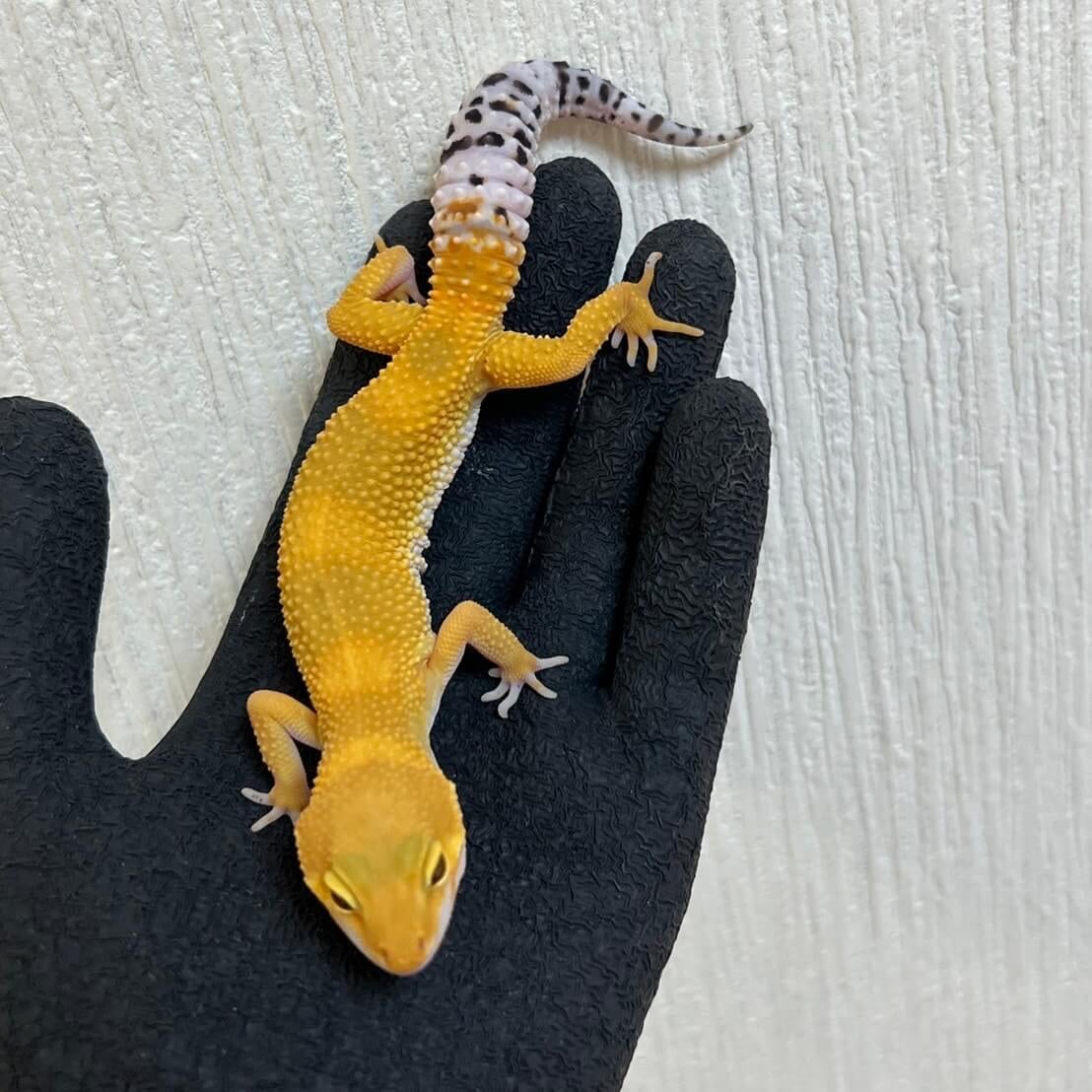 ヒョウモントカゲモドキ タンジェリン