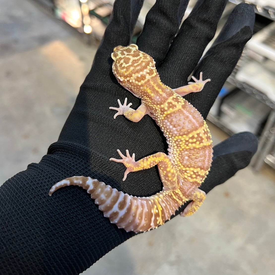 ヒョウモントカゲモドキ スノートレンパー