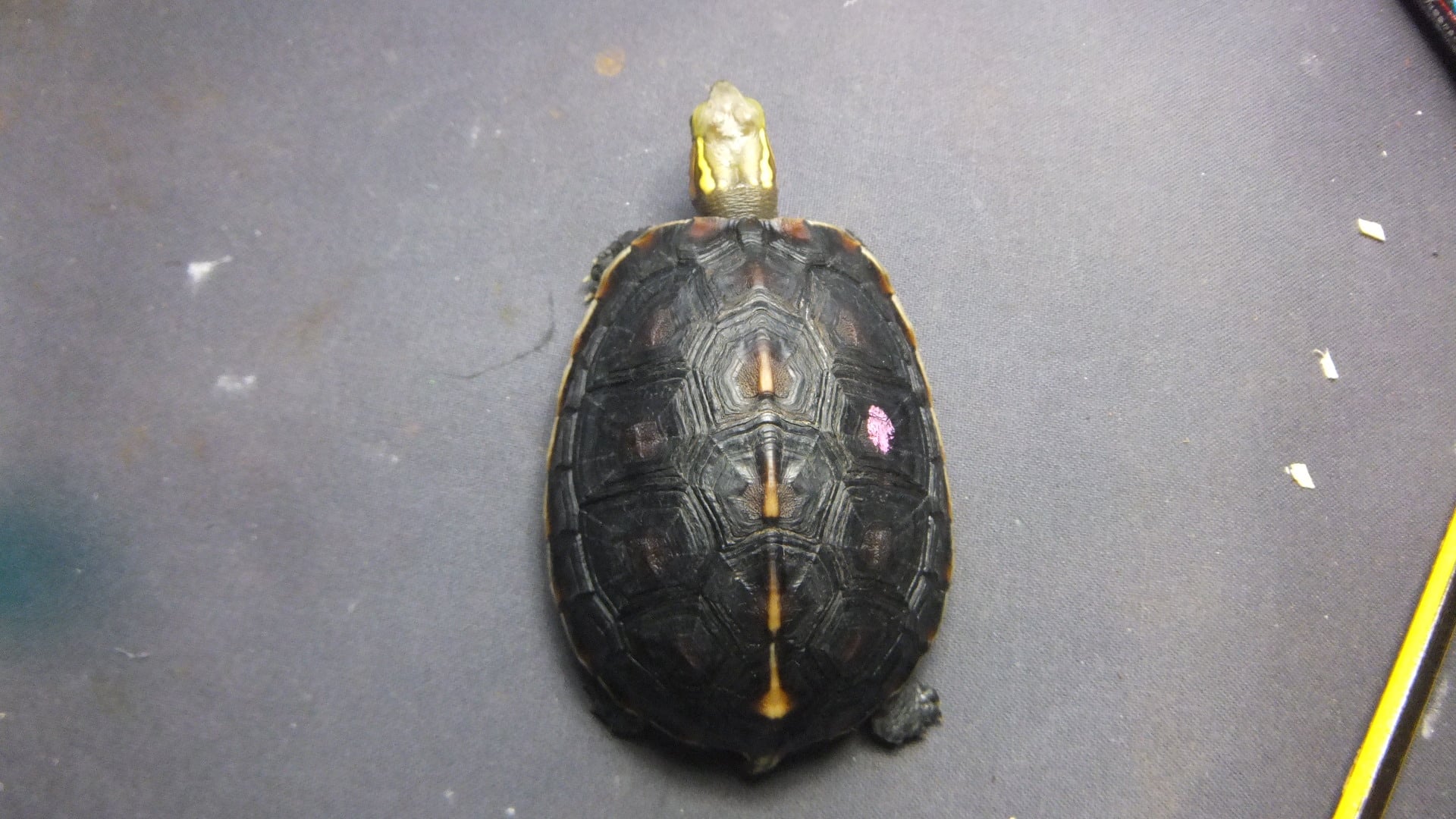 セマルハコガメ 