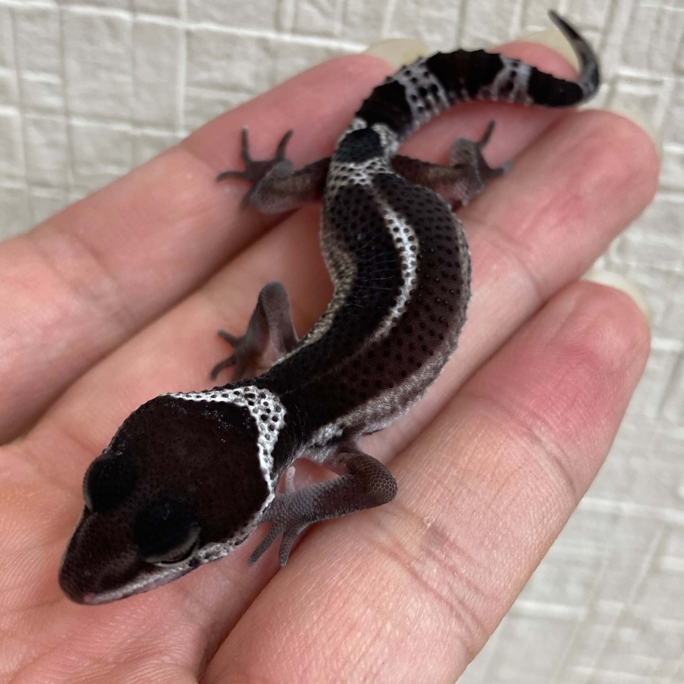 ヒョウモントカゲモドキ ブラックナイト