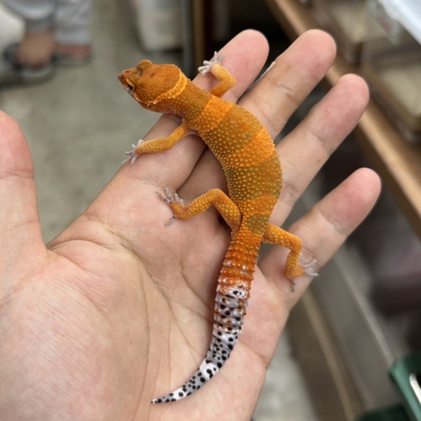 ヒョウモントカゲモドキ マンダリン/メス