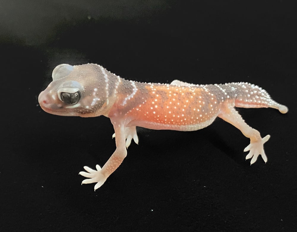ナメハダタマオヤモリ 