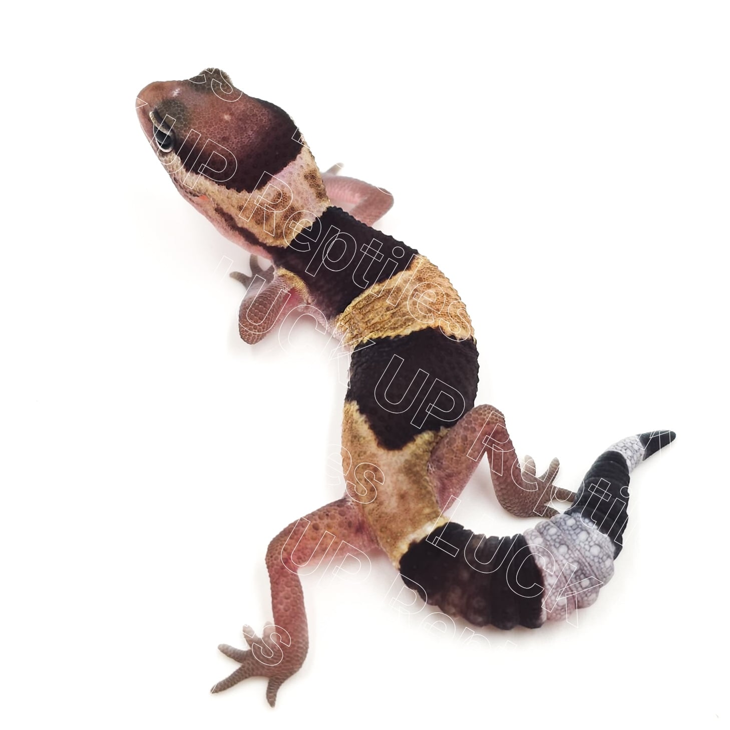 ニシアフリカトカゲモドキ ノーマルhetオレオ