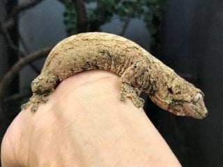 チャホアミカドヤモリ パイン
