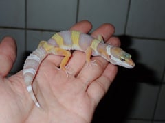 ヒョウモントカゲモドキ ゴジラジャイアントトレンパーアルビノ