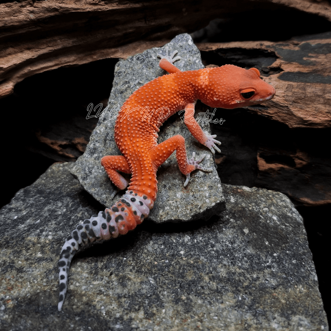 ヒョウモントカゲモドキ マンダリン