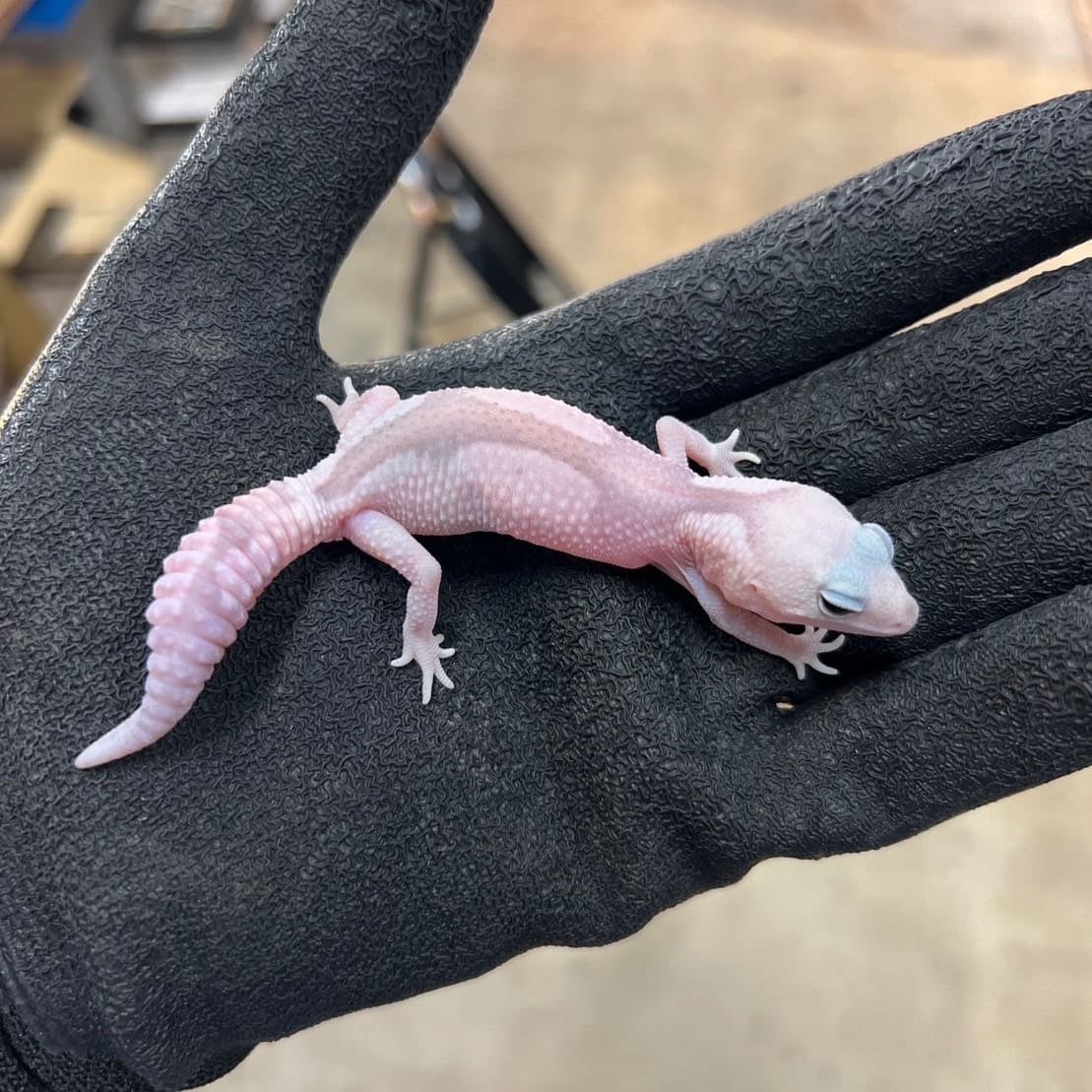 ニシアフリカトカゲモドキ ゴーストオレオズールー
