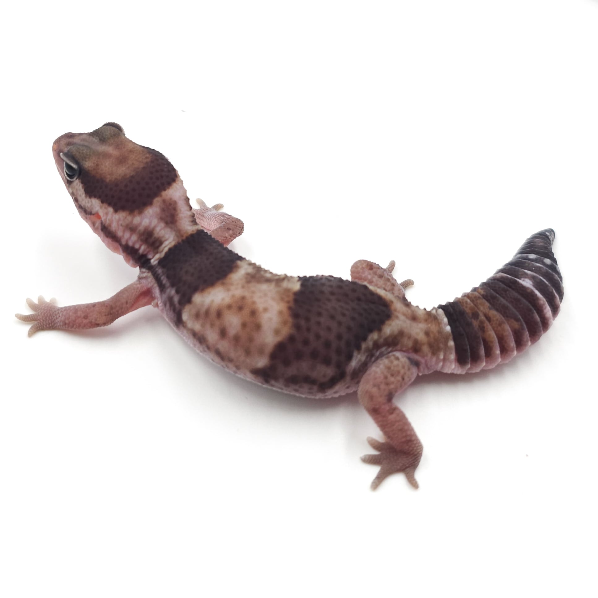 ニシアフリカトカゲモドキ ノーマルhetオレオパティ