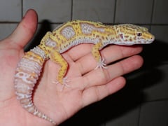 ヒョウモントカゲモドキ ベルアルビノマックスノージャングル
