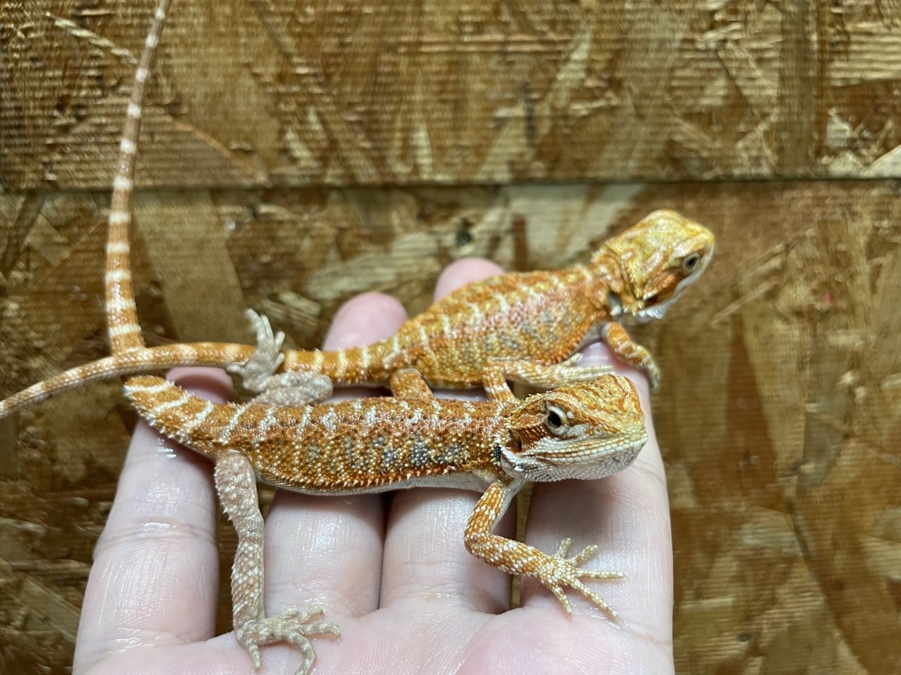 フトアゴヒゲトカゲ スーパーレッド