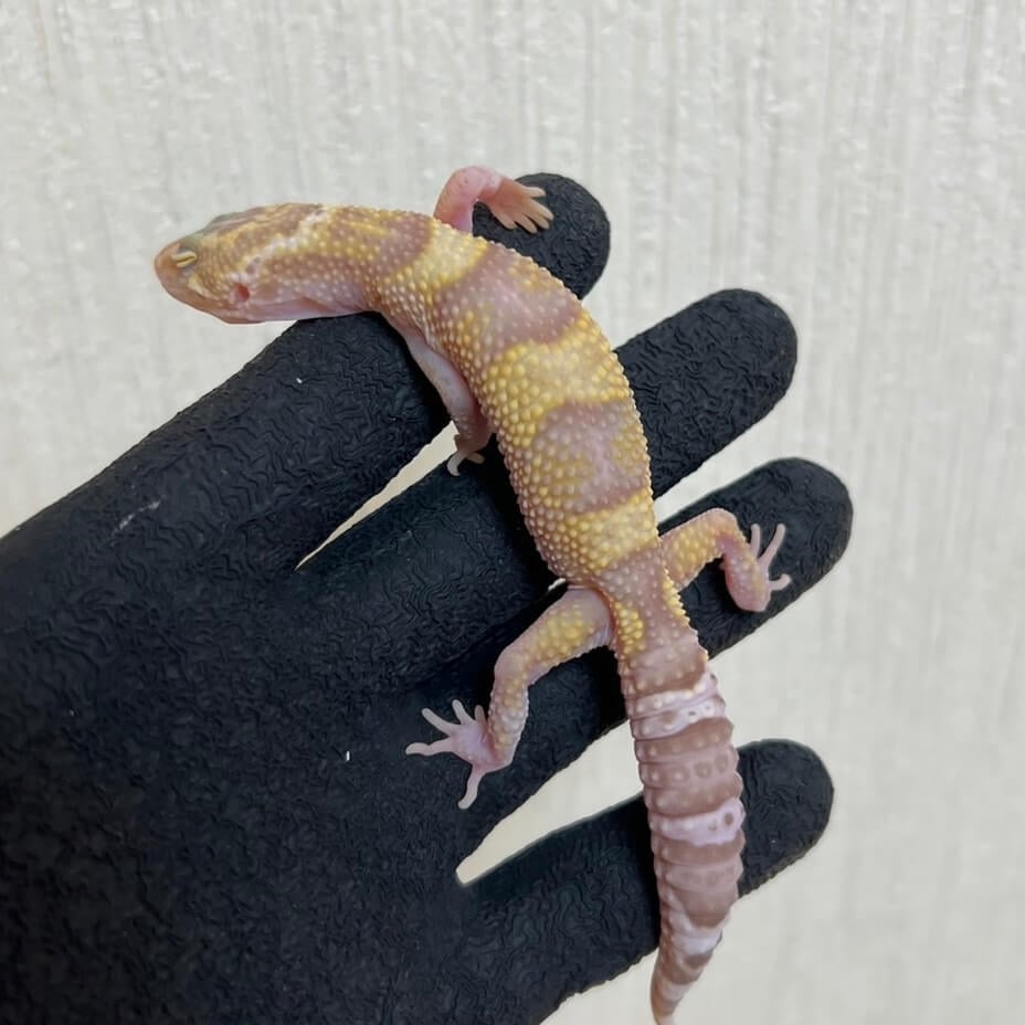 ヒョウモントカゲモドキ スノートレンパーアルビノ
