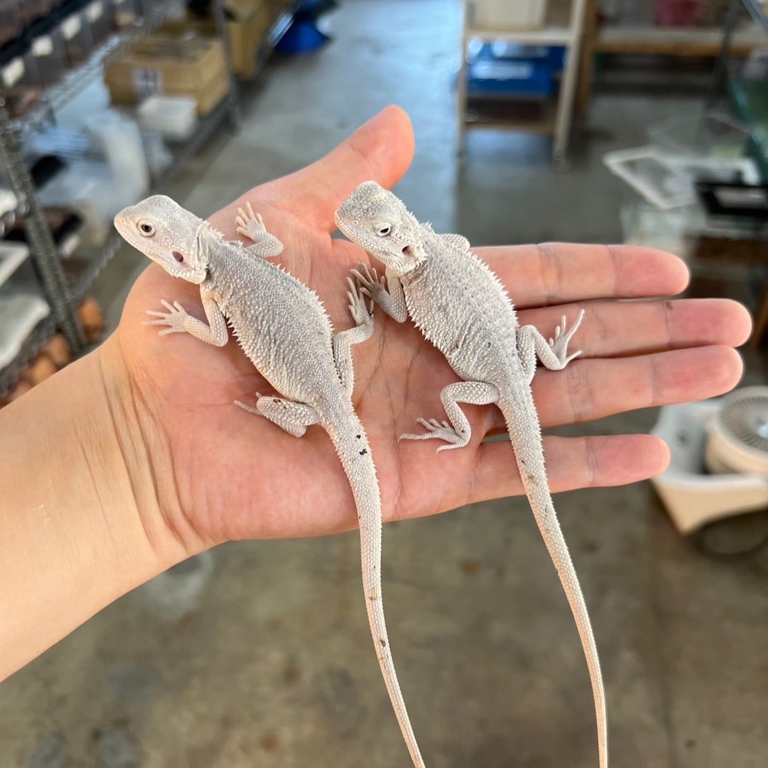 フトアゴヒゲトカゲ ハイポゼロ