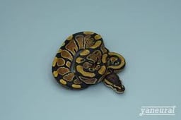 yaneuratの画像2